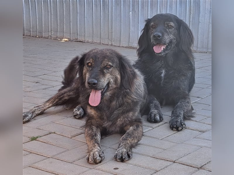 Willi, Mix, Rüde, geb. ca. 02.2018, ca. 55 cm