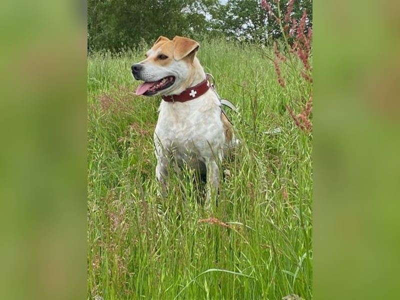 ZEBU, kräftiger Katzenfreund sucht Euren Halt!