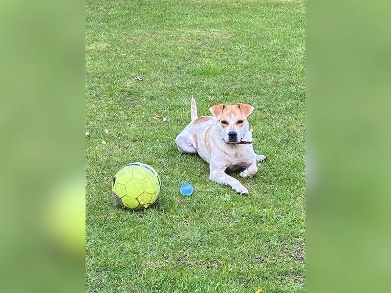 ZEBU, kräftiger Katzenfreund sucht Euren Halt!