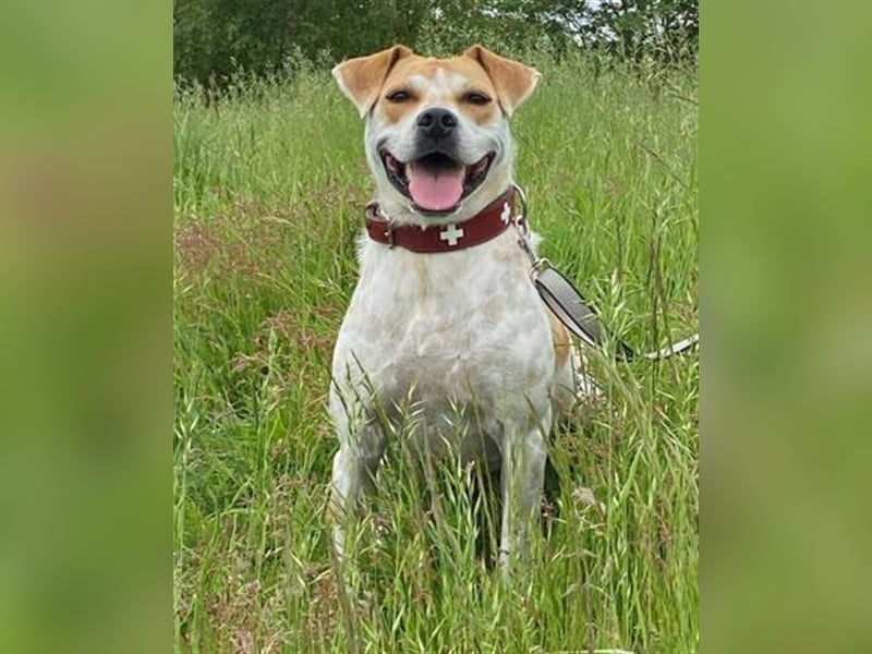 ZEBU, kräftiger Katzenfreund sucht Euren Halt!