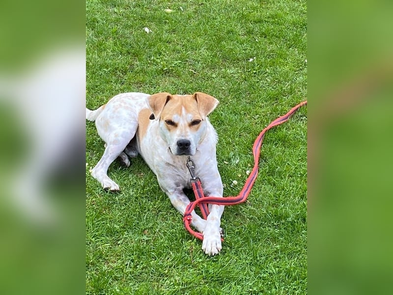 ZEBU, kräftiger Katzenfreund sucht Euren Halt!