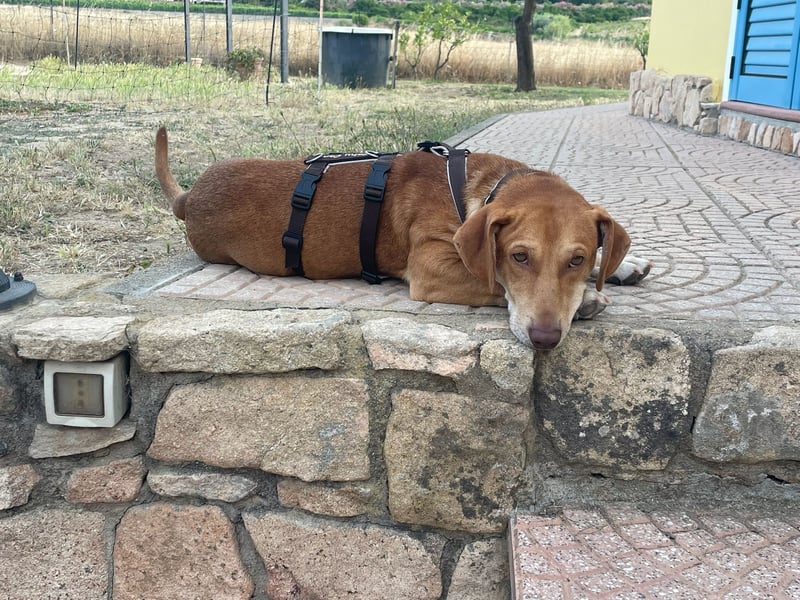 FRODO - auf PS in Schleswig-Holstein
