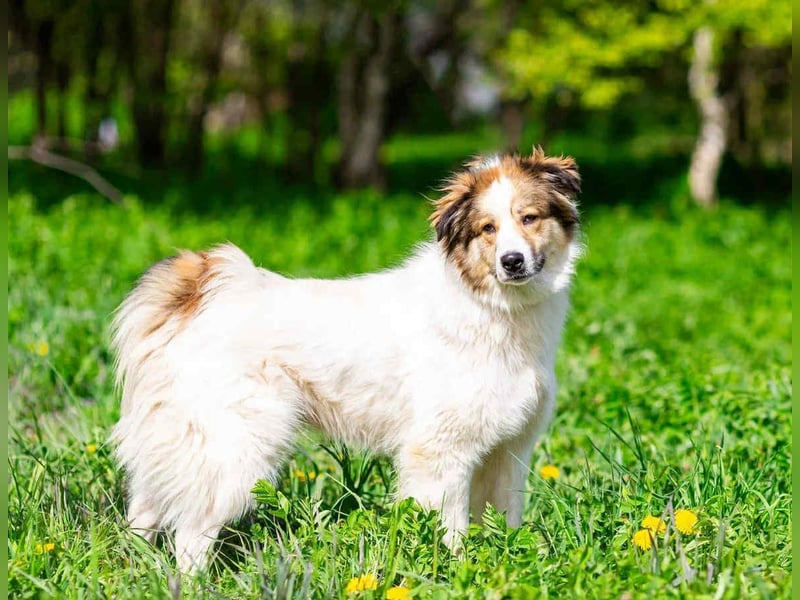Kuschelbär Mischa sucht erfahrenes Zuhause