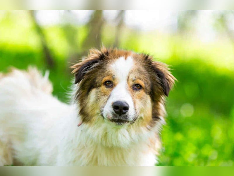 Kuschelbär Mischa sucht erfahrenes Zuhause