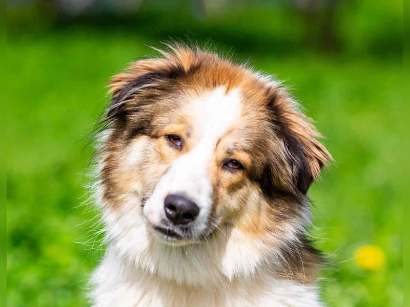 Kuschelbär Mischa sucht erfahrenes Zuhause