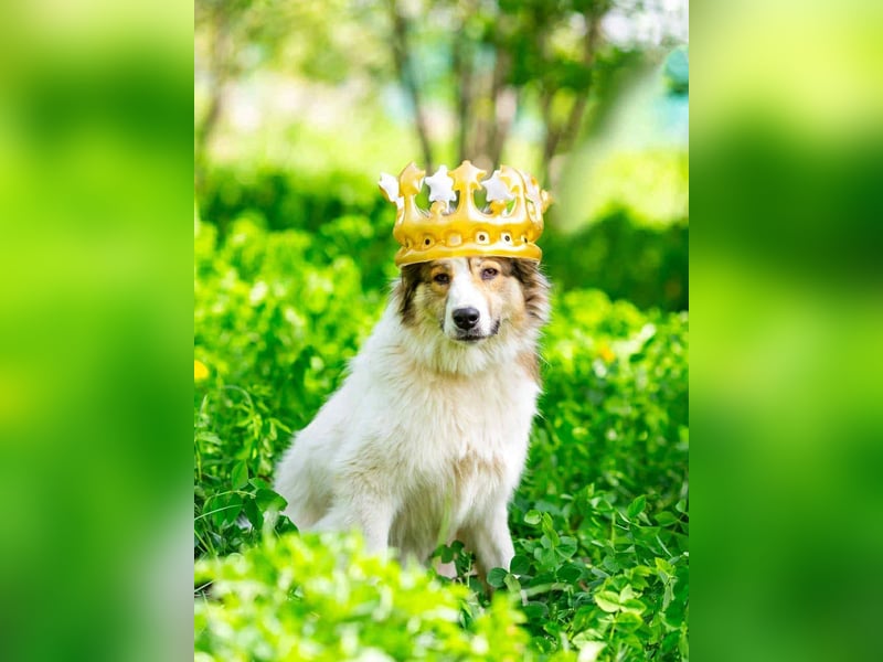 Kuschelbär Mischa sucht erfahrenes Zuhause