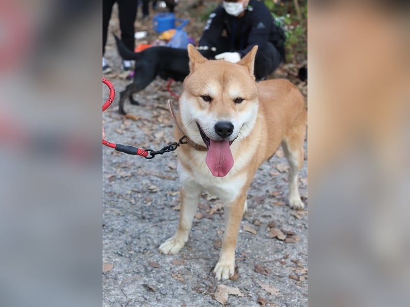 Kuma, Shiba-Jindo Mix, Rüde ca.2018 geboren, sucht ein tolles Zuhause