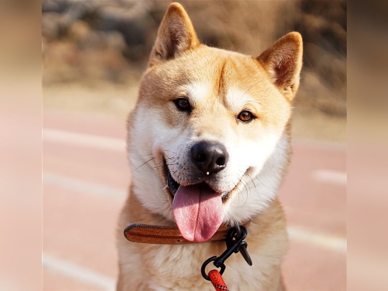 Kuma, Shiba-Jindo Mix, Rüde ca.2018 geboren, sucht ein tolles Zuhause