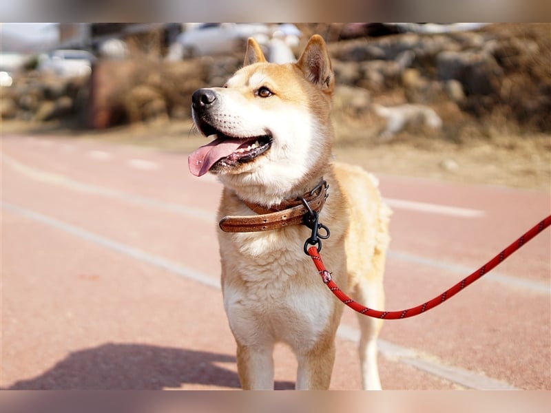 Kuma, Shiba-Jindo Mix, Rüde ca.2018 geboren, sucht ein tolles Zuhause