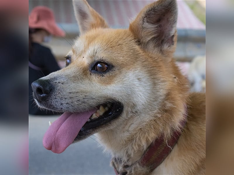 Lotshi, ein kleiner Rüde, etwas zurückhaltend,7 Jahre sucht ein schönes Zuhause
