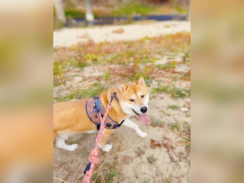 Kuma, Shiba-Jindo Mix, Rüde ca.2018 geboren, sucht ein tolles Zuhause