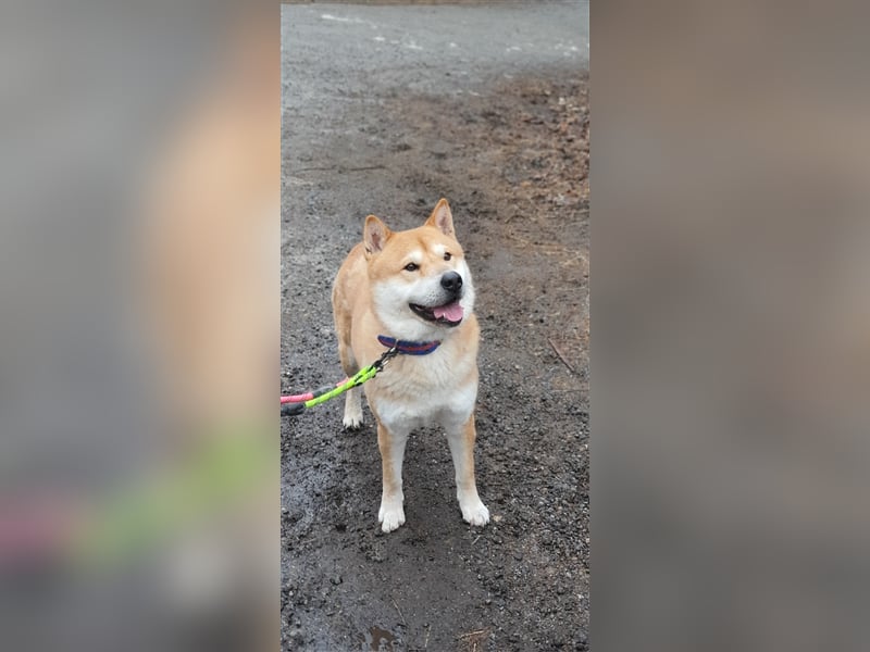 Kuma, Shiba-Jindo Mix, Rüde ca.2018 geboren, sucht ein tolles Zuhause