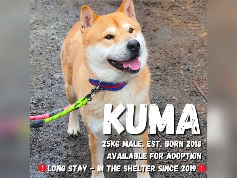 Kuma, Shiba-Jindo Mix, Rüde ca.2018 geboren, sucht ein tolles Zuhause