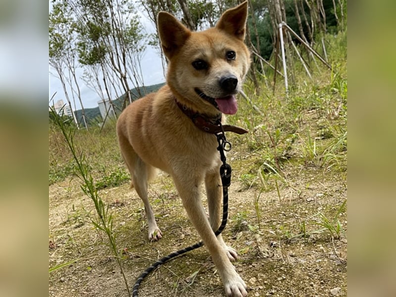 Lotshi, ein kleiner Rüde, etwas zurückhaltend,7 Jahre sucht ein schönes Zuhause