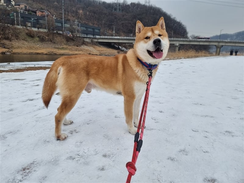 Kuma, Shiba-Jindo Mix, Rüde ca.2018 geboren, sucht ein tolles Zuhause