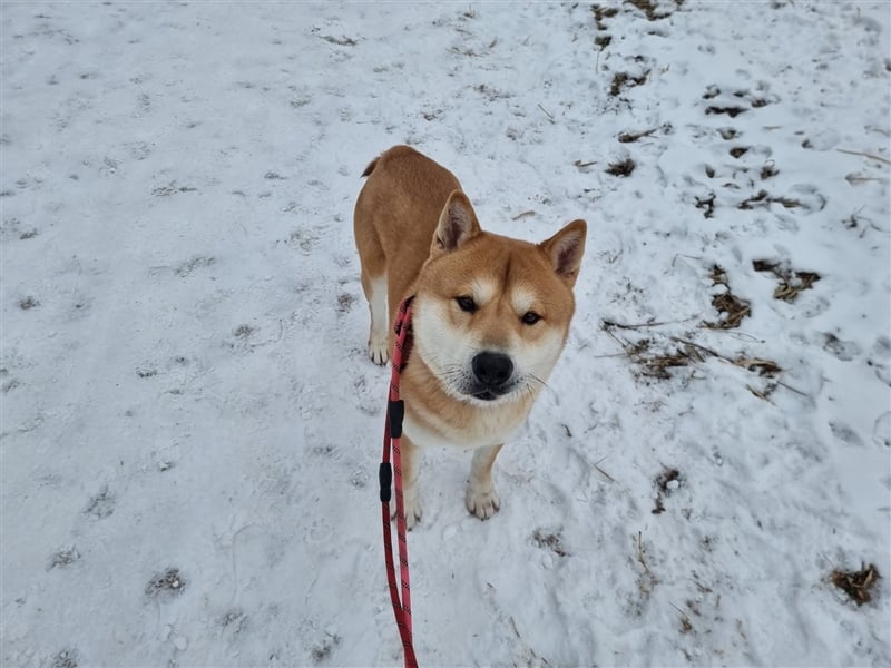 Kuma, Shiba-Jindo Mix, Rüde ca.2018 geboren, sucht ein tolles Zuhause