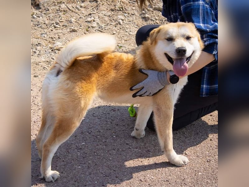 Milo, jindo mix rüde, 3jahre ,sehr verschmust .sucht ein schönes Zuhause