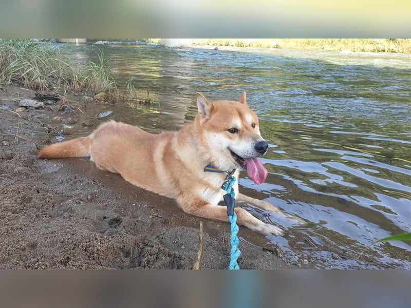 Kuma, Shiba-Jindo Mix, Rüde ca.2018 geboren, sucht ein tolles Zuhause