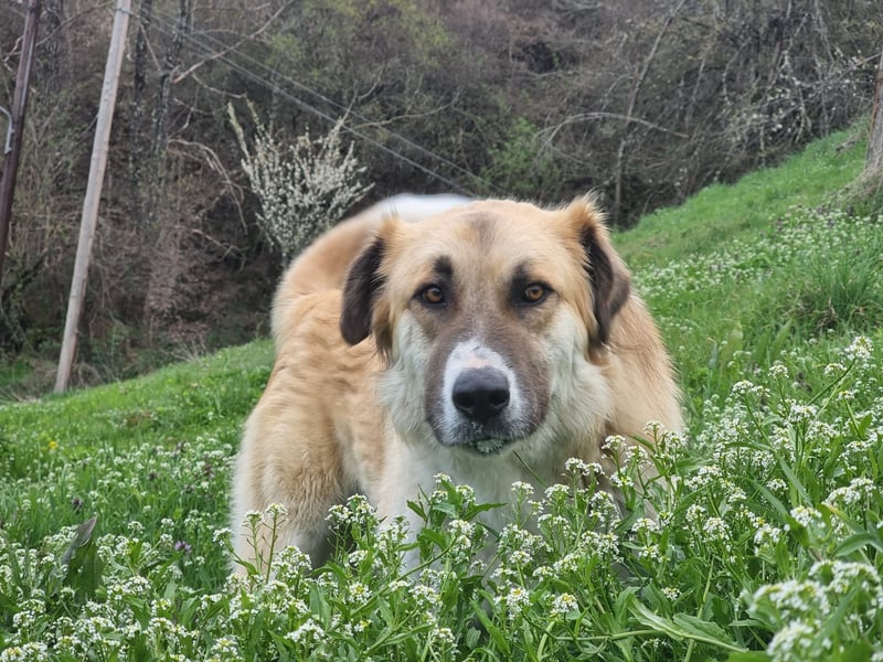 Schoßhund im XL-Format – Lukas will ankommen