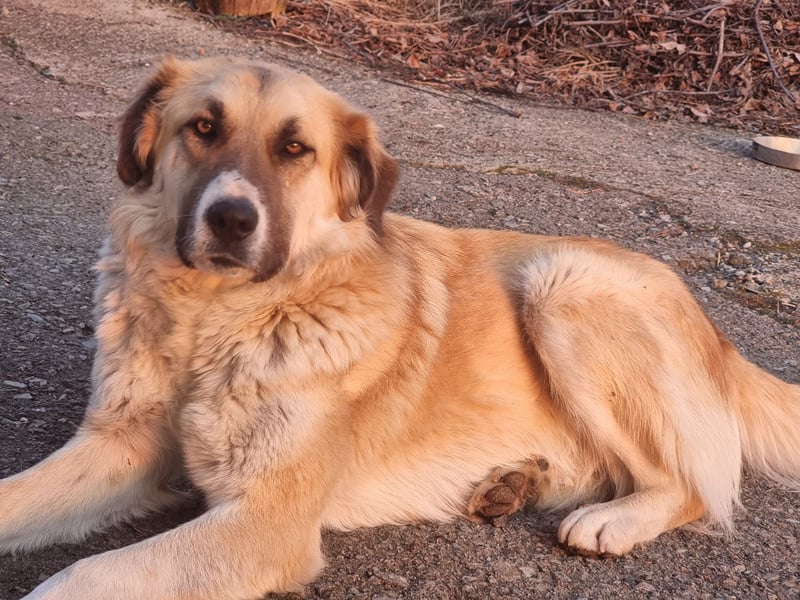 Schoßhund im XL-Format – Lukas will ankommen