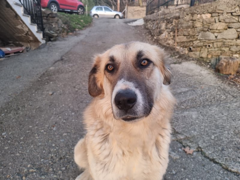 Schoßhund im XL-Format – Lukas will ankommen