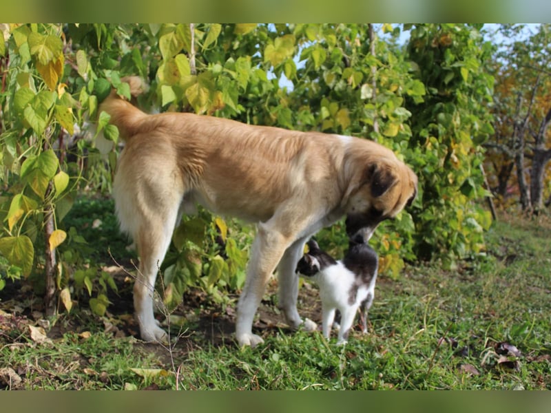Schoßhund im XL-Format – Lukas will ankommen