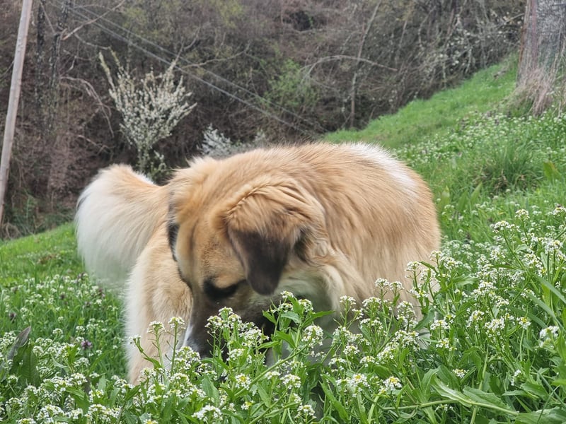 Schoßhund im XL-Format – Lukas will ankommen