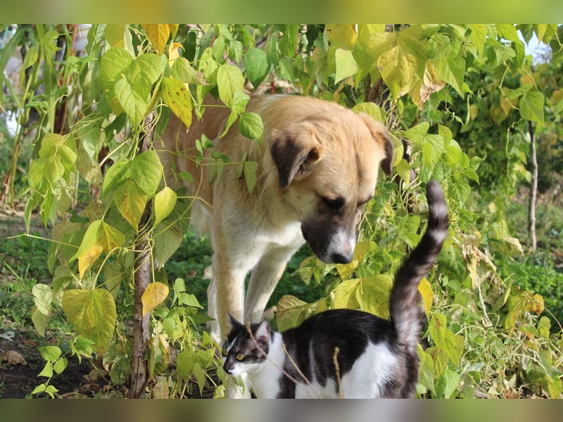 Schoßhund im XL-Format – Lukas will ankommen