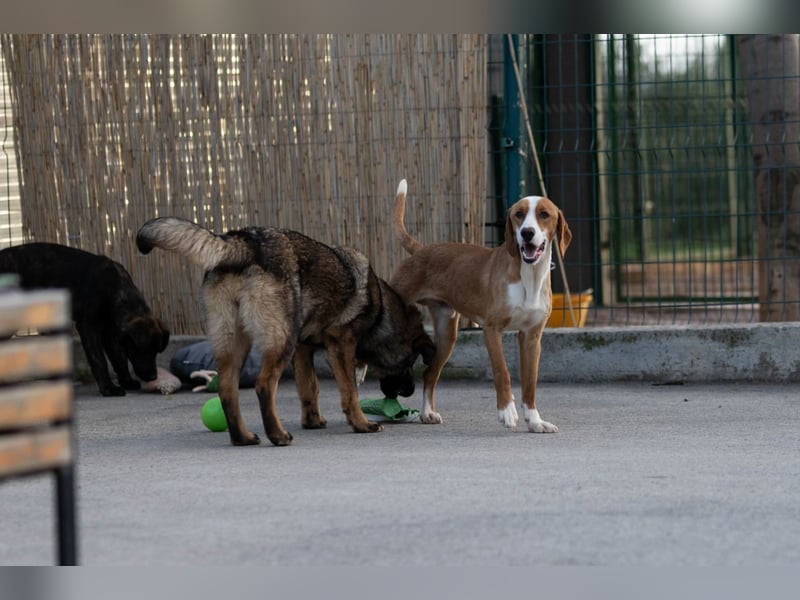 charmanter Bracken- Mischling Vinko