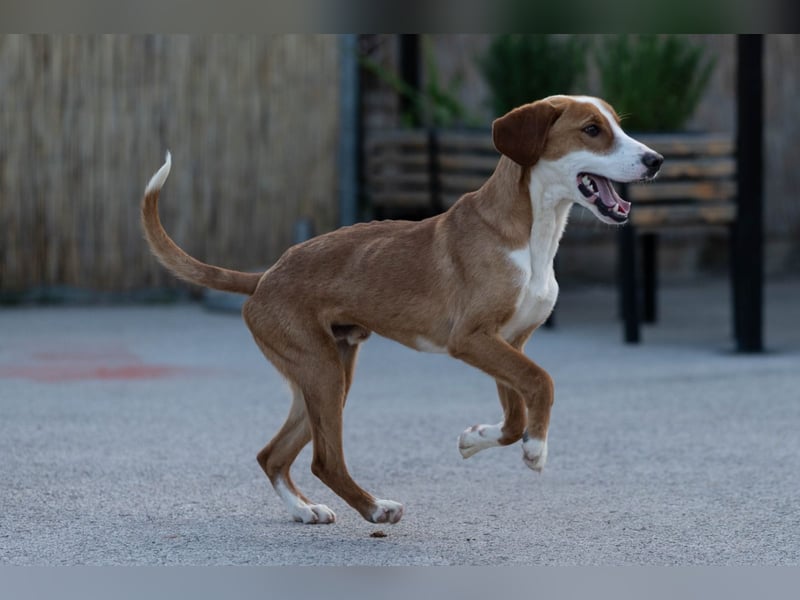 charmanter Bracken- Mischling Vinko
