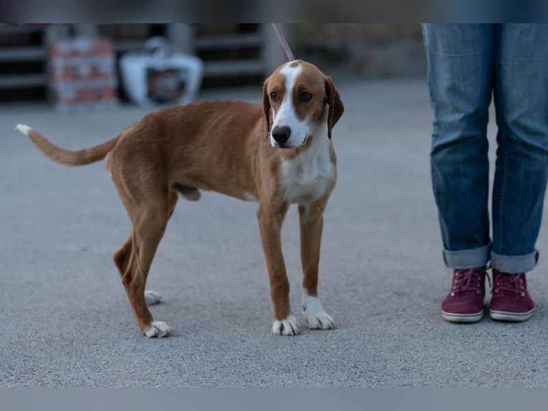 charmanter Bracken- Mischling Vinko