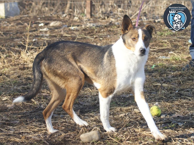 Ziggy sucht ein Zuhause