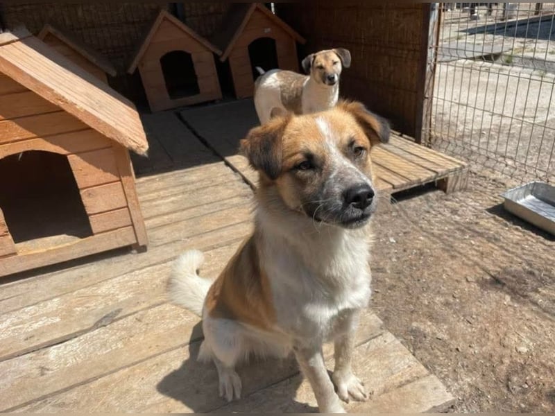 Noel sucht ein Zuhause