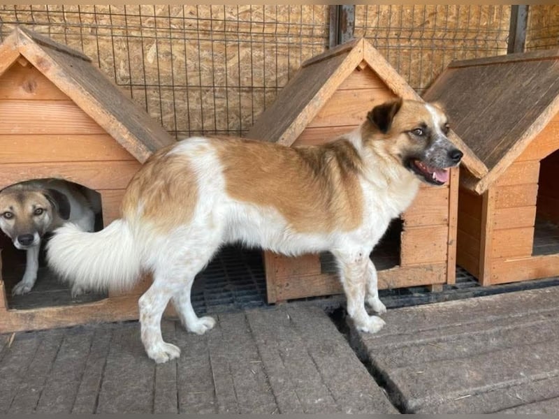 Noel sucht ein Zuhause
