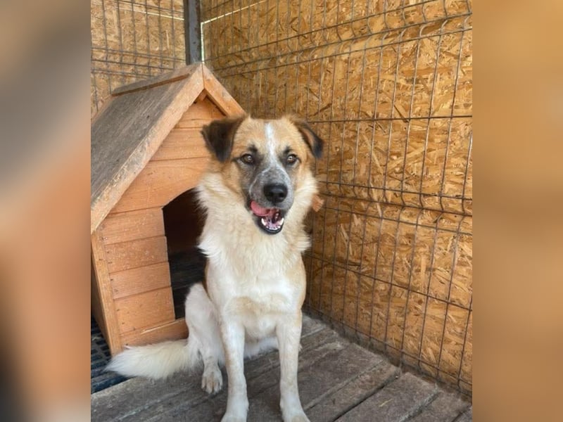 Noel sucht ein Zuhause
