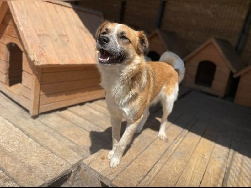 Noel sucht ein Zuhause