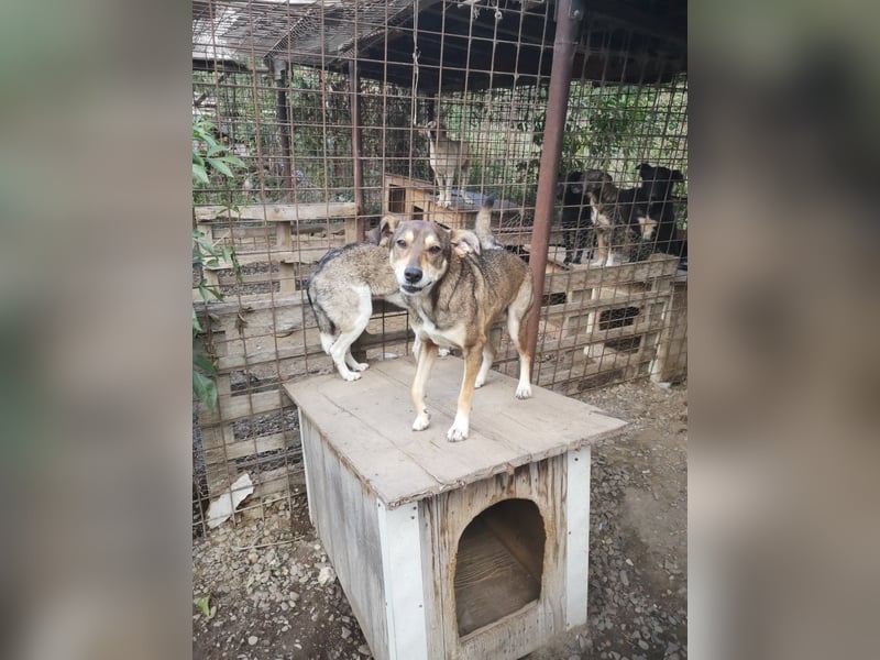 Cornel sucht ein Zuhause