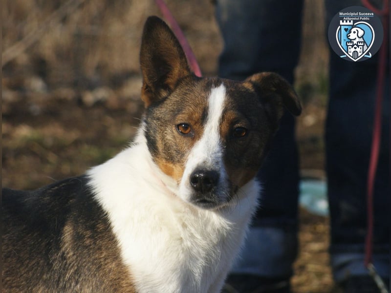 Ziggy sucht ein Zuhause