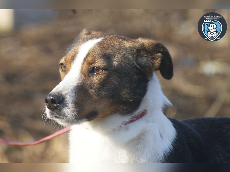 Ziggy sucht ein Zuhause