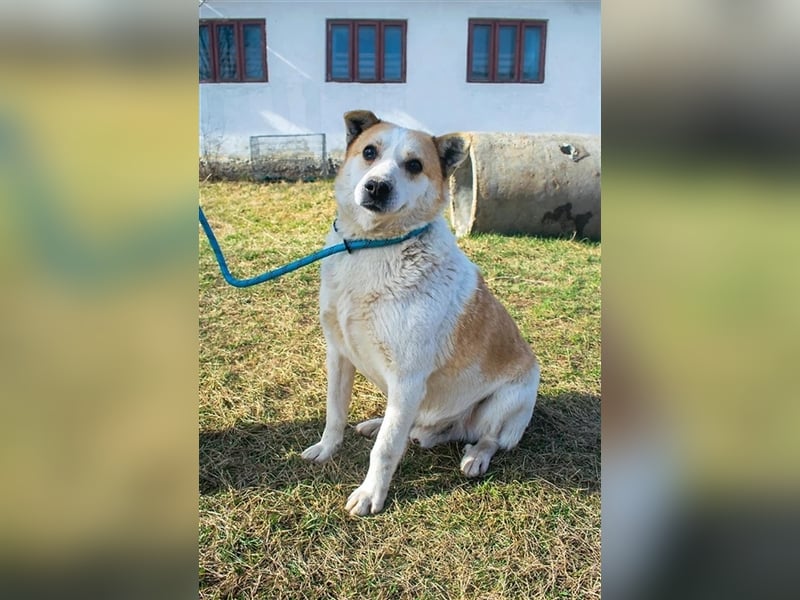 NANUK - sanfter Rüde sucht ein ruhiges Plätzchen