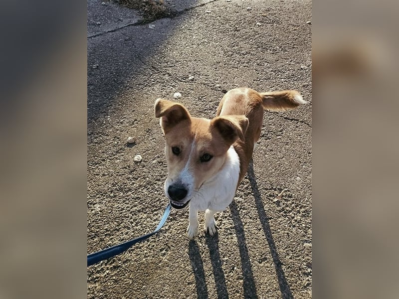 Lucky Luke - scheuer Rüde sucht ein liebes Zuhause