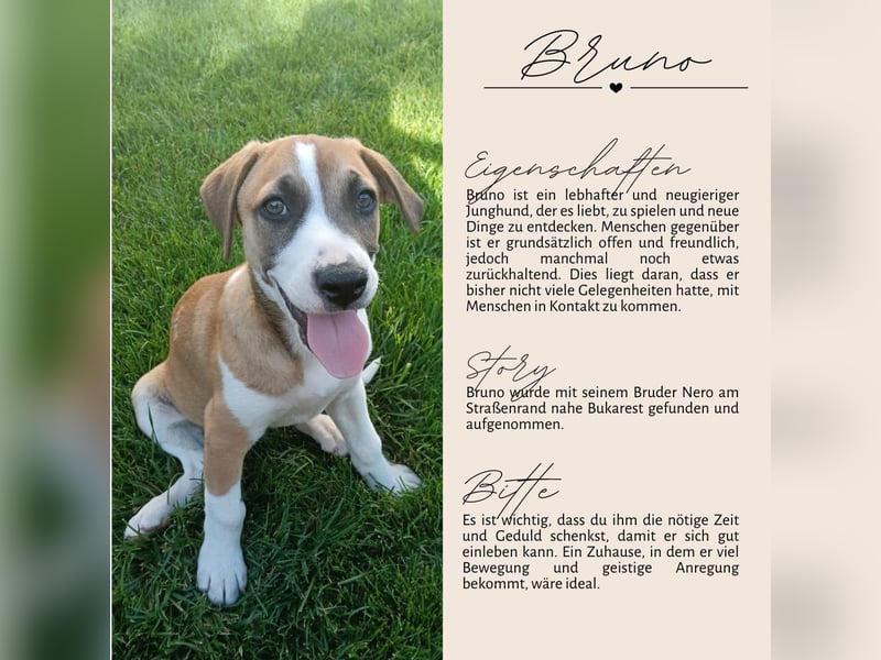 BRUNO - verspielter Bub sucht aktive Familie