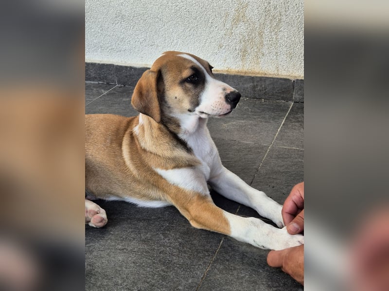 BRUNO - verspielter Bub sucht aktive Familie