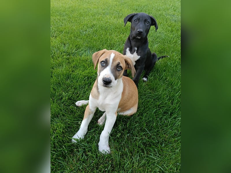 BRUNO - verspielter Bub sucht aktive Familie