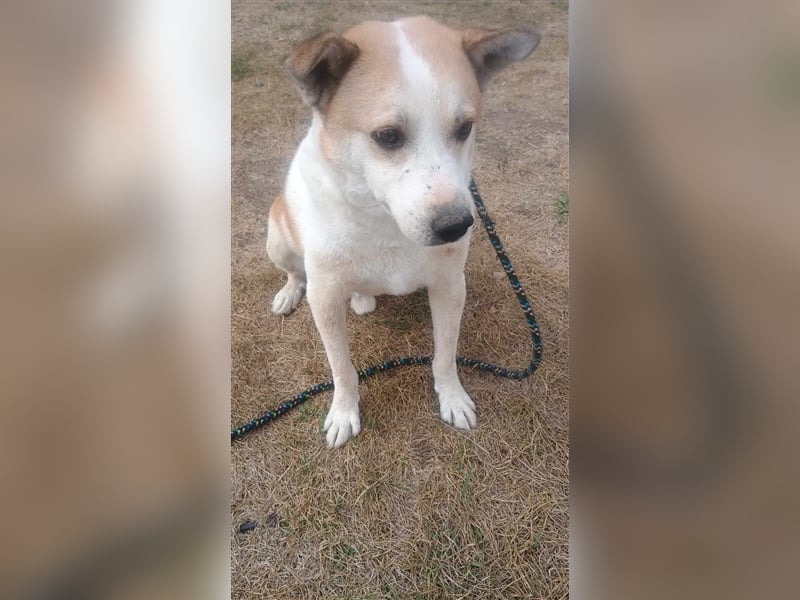NANUK - sanfter Rüde sucht ein ruhiges Plätzchen