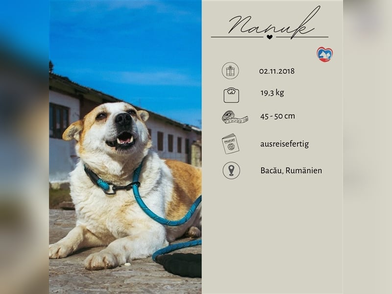 NANUK - sanfter Rüde sucht ein ruhiges Plätzchen