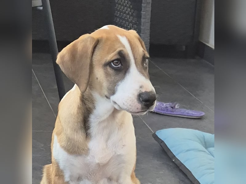 BRUNO - verspielter Bub sucht aktive Familie