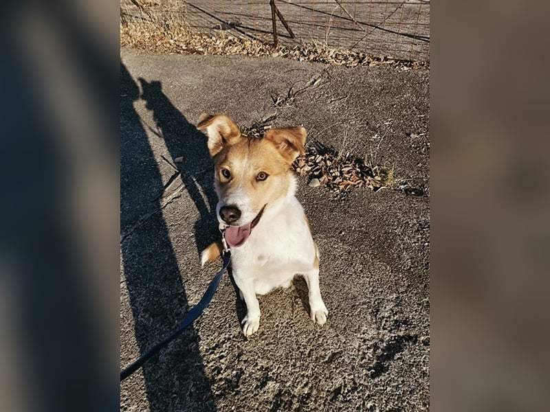 Lucky Luke - scheuer Rüde sucht ein liebes Zuhause
