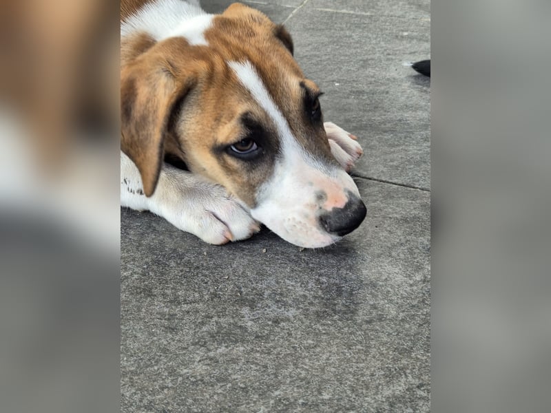 BRUNO - verspielter Bub sucht aktive Familie