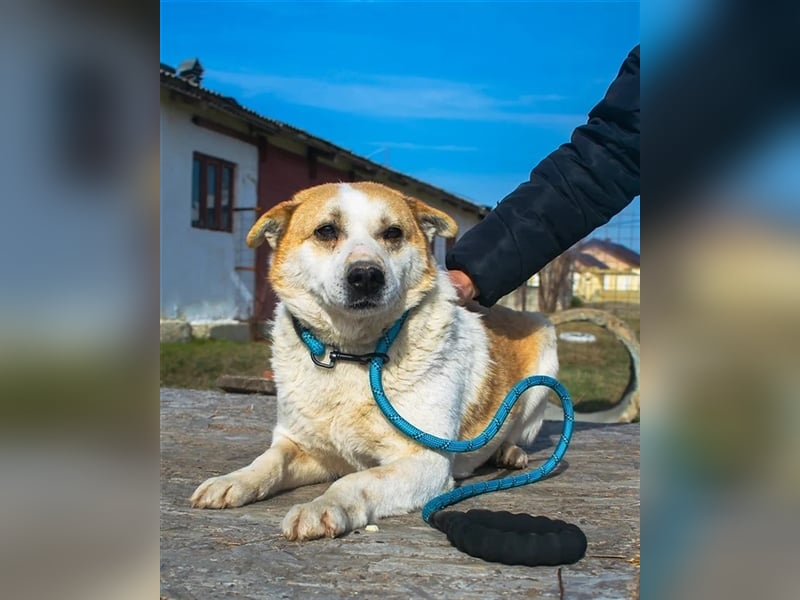 NANUK - sanfter Rüde sucht ein ruhiges Plätzchen